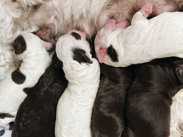 Arizona Cockapoo Breeder