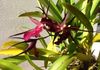 Maroon orchid in Oak tree 