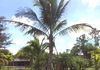Coconut palm on our farm