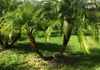 Roebelinii palm at the farm