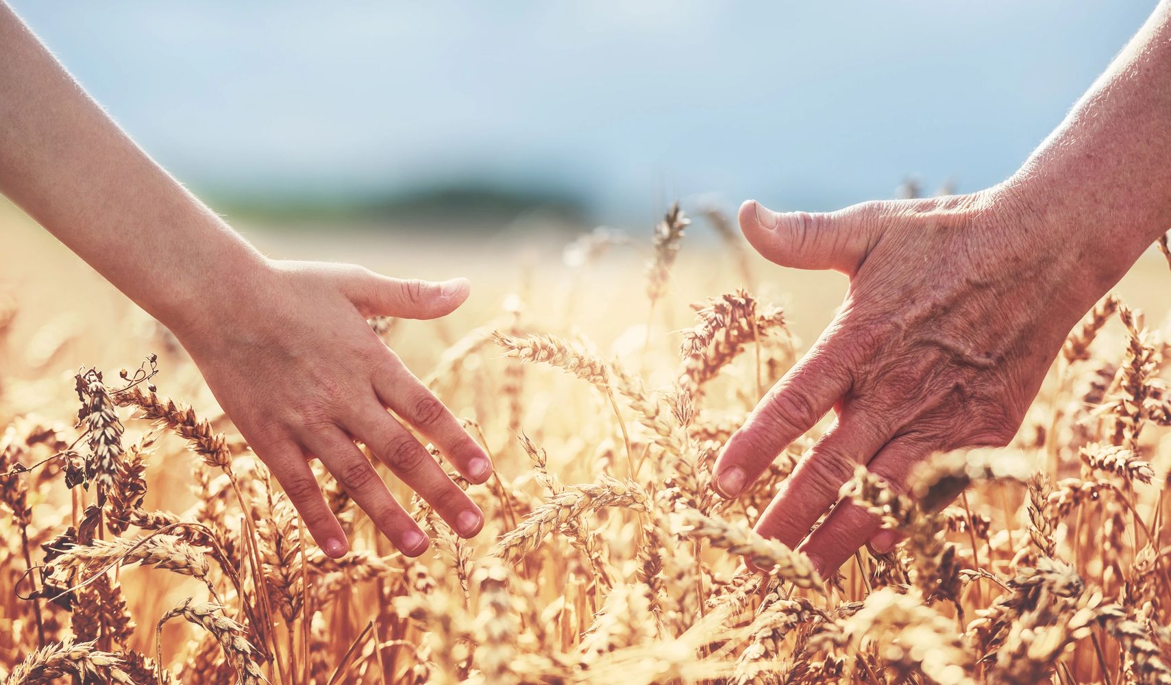 two generations walking in wheat field