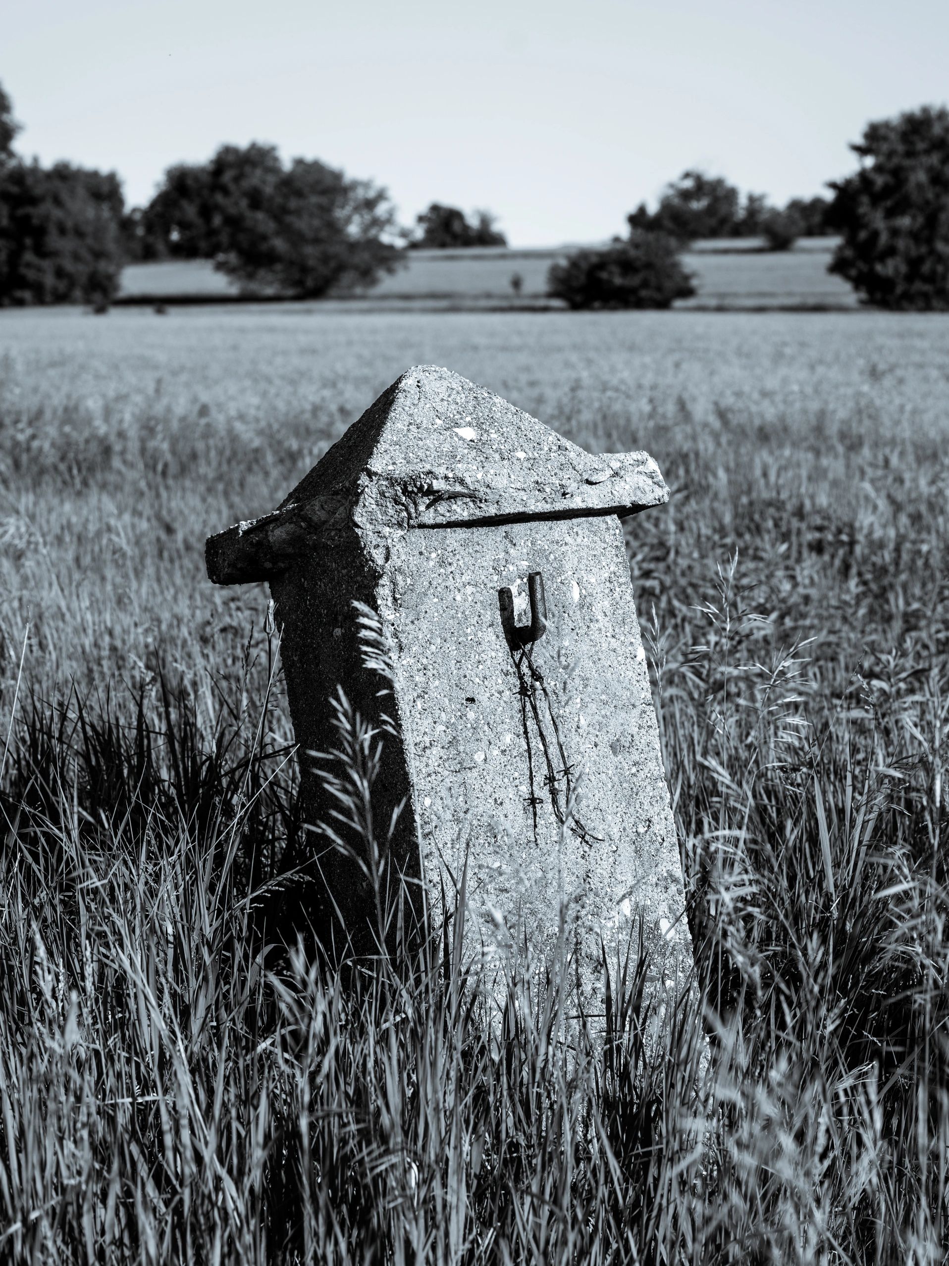 "Selenium Sentinel". My first award winning photograph.  First Place!
