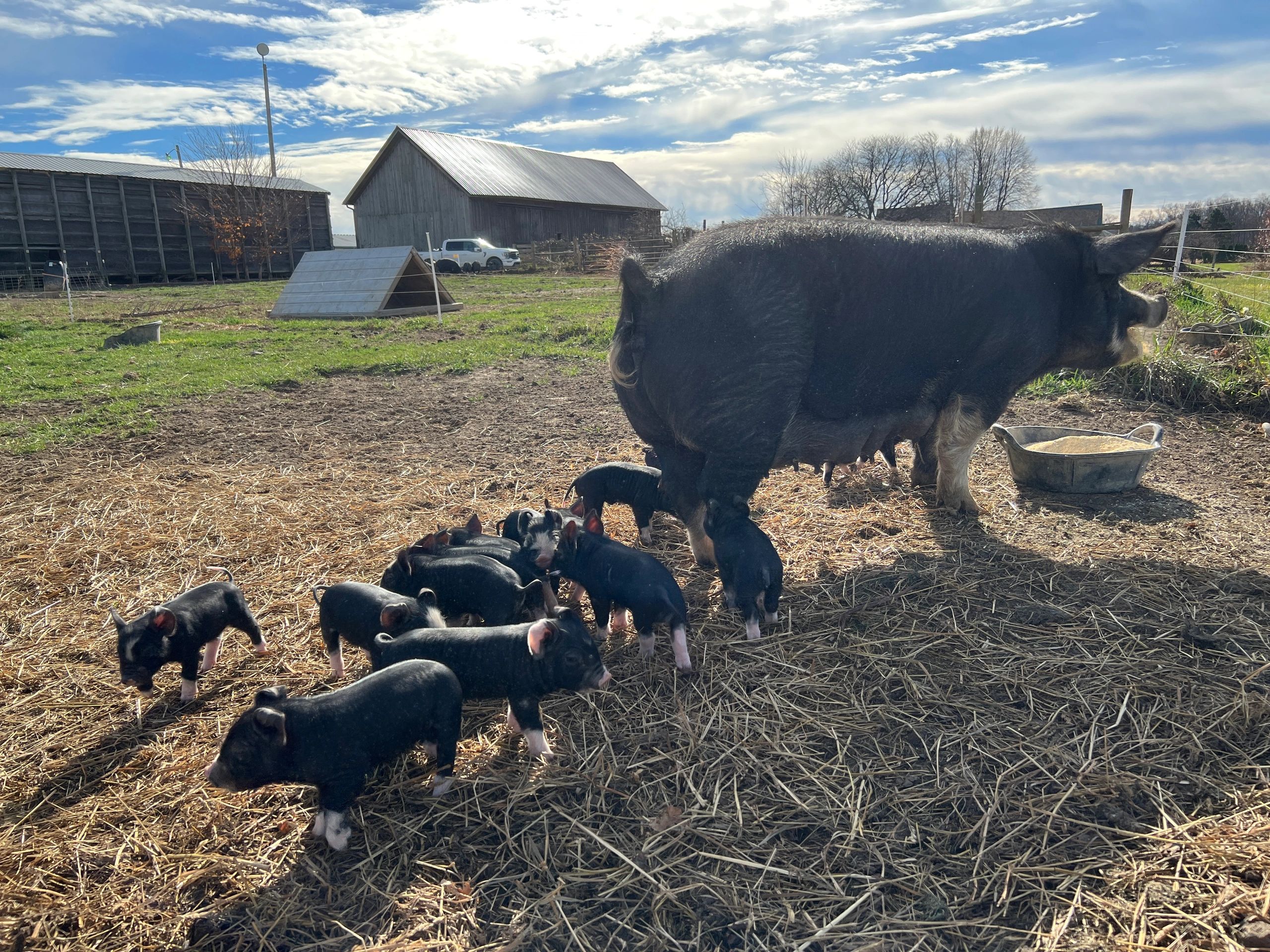 Genuine Roots Farm in Fenton