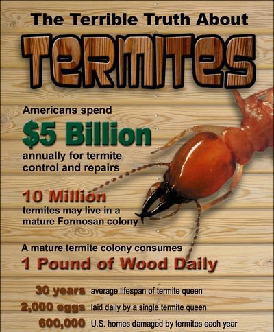 Termite damage warranty