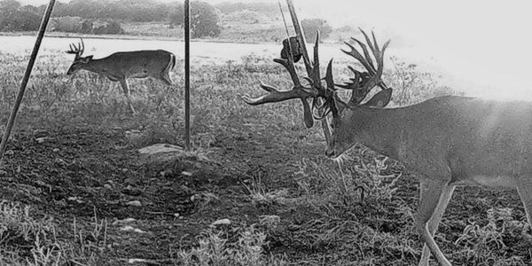 Trophy Whitetail Deer Hunts in Central Texas