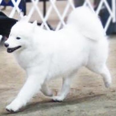 This is GCH Galaxy's Make It So BN PCD RN - Sophie. Sophie loved showing off in the ring.
