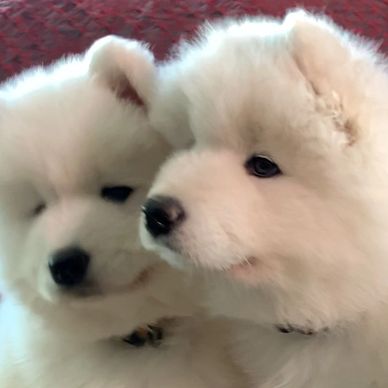 Galaxy Samoyeds is an AKC Breeder of Merit. We have puppies for sale occasionally.