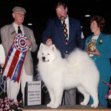 Galaxy Samoyeds honors the memory of "Sunny"
MBIS BISS Am/Can/Int'l CH Li'l Paws Sun of Torch CD