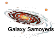 Galaxy Samoyeds