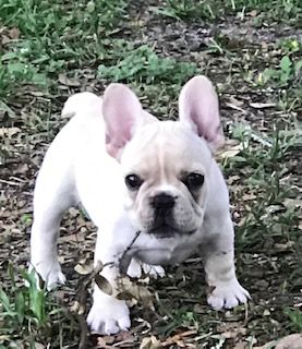 Puppies For Sale Usa French Bulldog Puppies