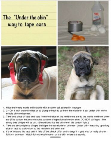 Step-by-step guide to taping a dog's ears under the chin for proper positioning.