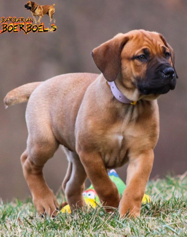 AVAILABLE PUPPIES Barbarian Boerboels