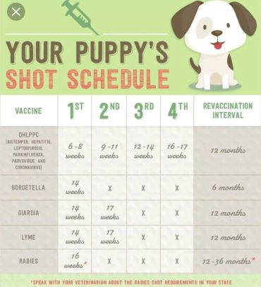 Puppy vaccination schedule with timing and revaccination intervals.