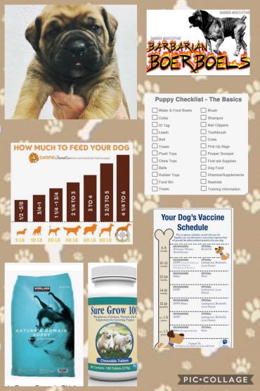 Collage featuring Boerboel puppy, feeding chart, puppy checklist, vaccine schedule, and dog supplements.