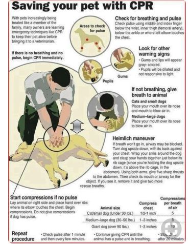 Infographic on performing CPR on pets, including checking pulse, breathing, and Heimlich maneuver.