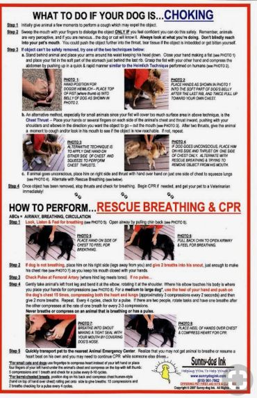 Instructional guide on choking and CPR for dogs with step-by-step visuals.