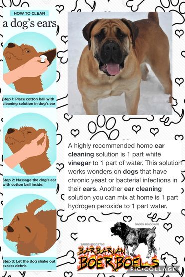 Steps to clean a dog's ears using cotton and cleaning solution.