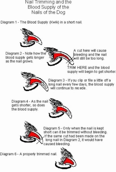 Diagram showing the blood supply in a dog's nail and proper trimming to prevent bleeding.