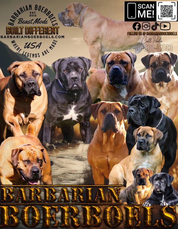 Find Trusted Boerboel Breeders Quality Boerboel Puppies