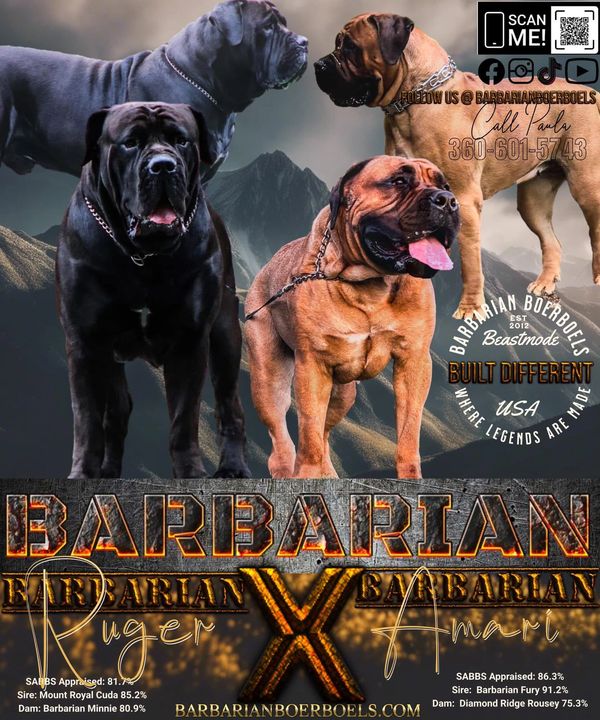 Boerboels, Boerboel Breeders, Boerboels for Sale