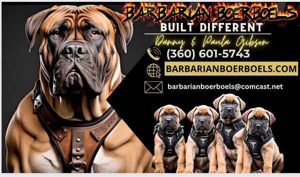 Boerboels, Boerboel Breeders, Boerboels for Sale