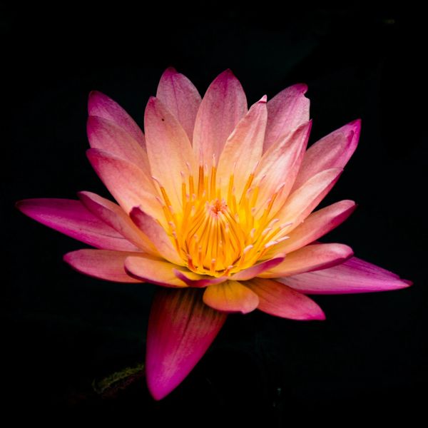Lotus Flower: A universal symbol of spiritual awakening, growth, and transformation. #potential

