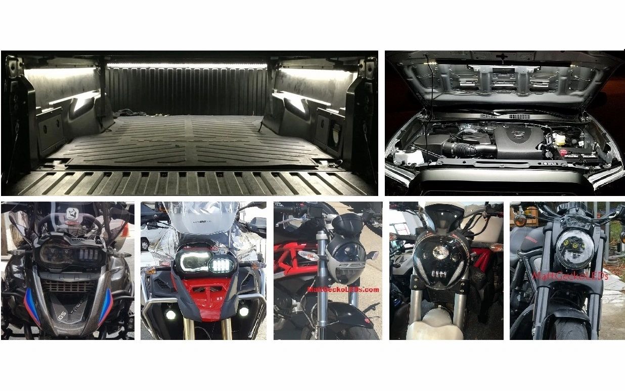 healthy boston terrier