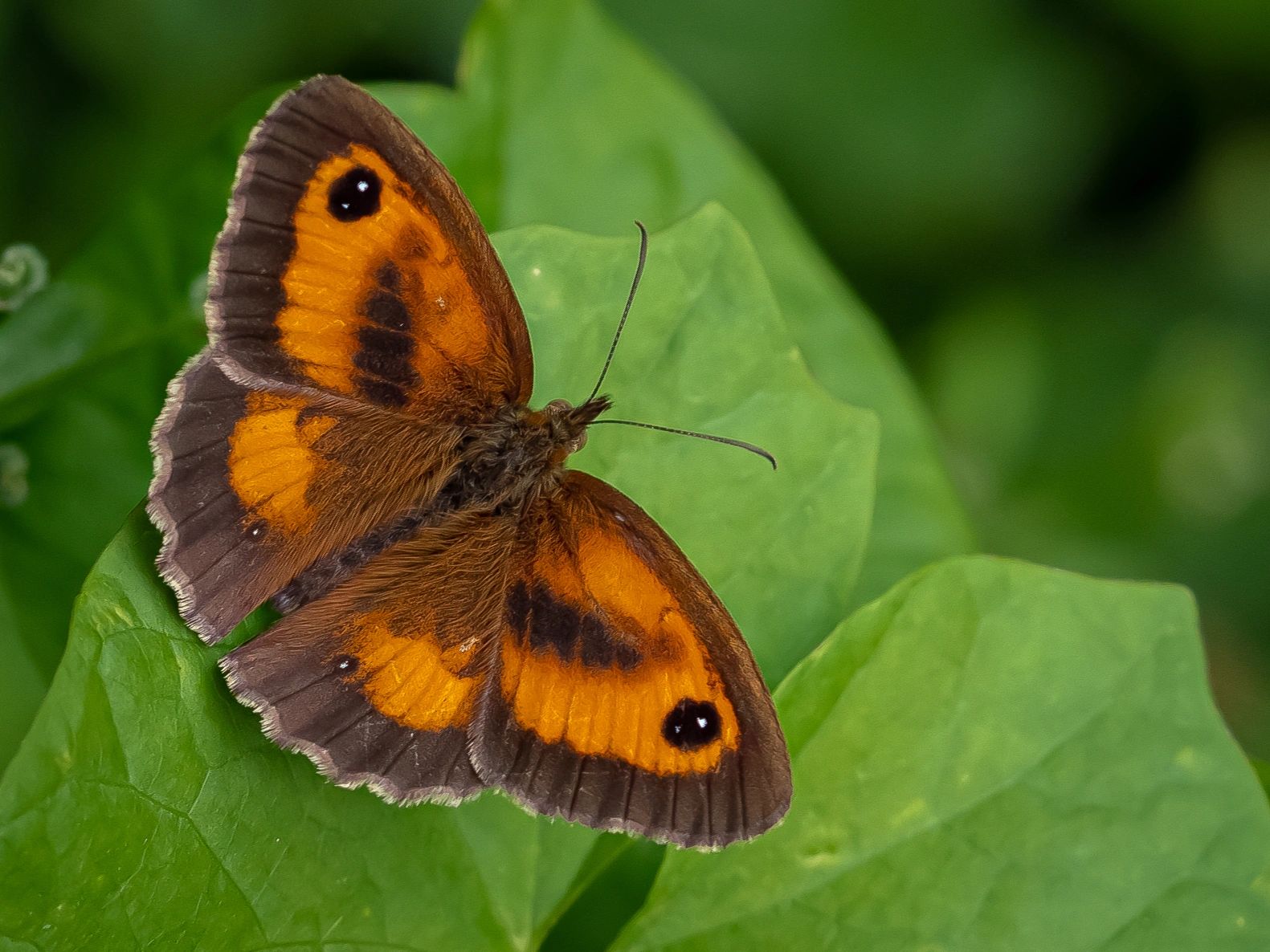 Gate Keeper Butterfly