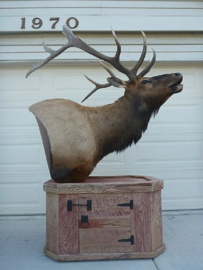 Nature's Image Taxidermy produced this excellent elk shoulder mount showing the elk in full bugle.