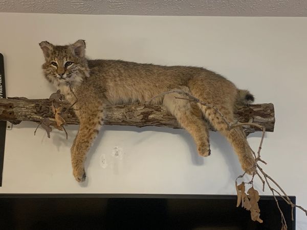 Bobcat laying on limb 
