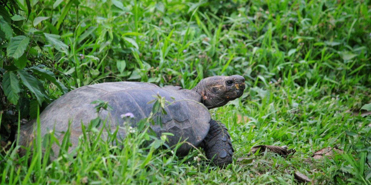 A tortoise in the grass.