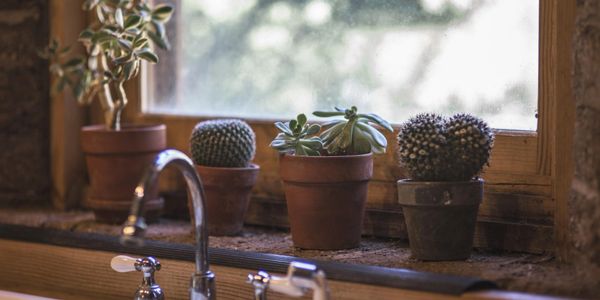 Potted succulents and cacti on a windowsill behind a kitchen sink.