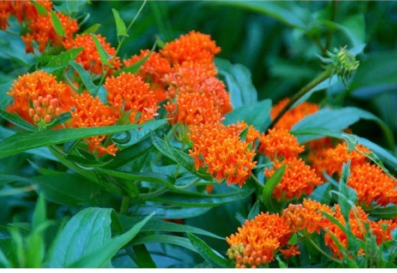 canna 'White Butterflies' – South Ridge Farm & Botanic Gardens