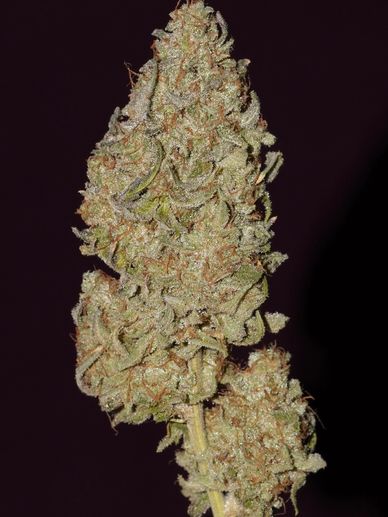 CitraGas is a cross of StarDawg x  Sour Tangie. The Tangie (strong tangerine scent) is very prominen