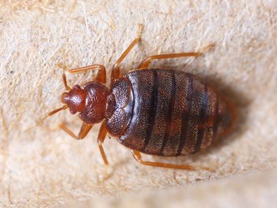 Bed Bug Treatment - Jacksonville North Carolina