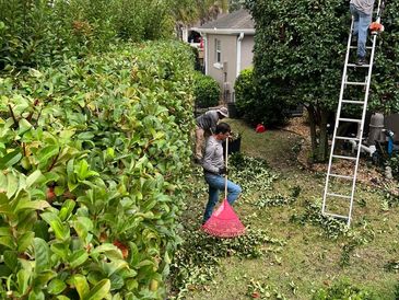 Trim Bushes, Edges, Palm trees, keep beds free of weeds, and more service maintenance