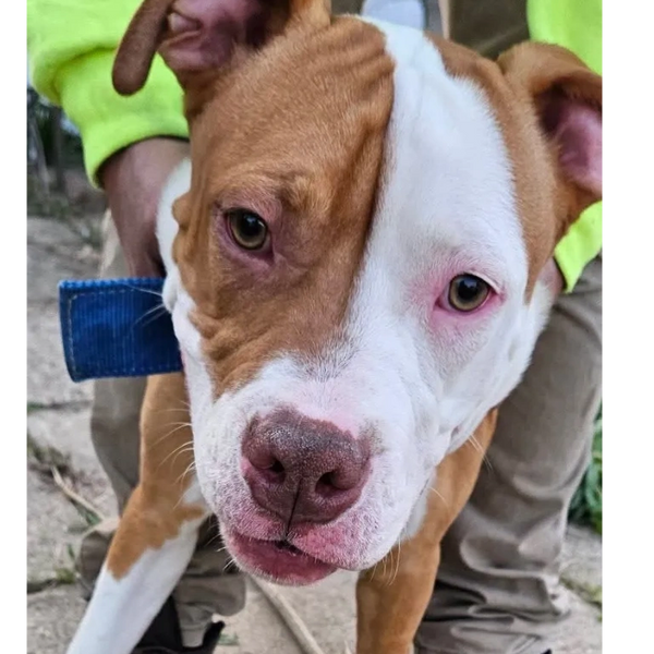 Meet Tyson he is a 7-month-old red nose Pit. Very playful full of Love and energy 