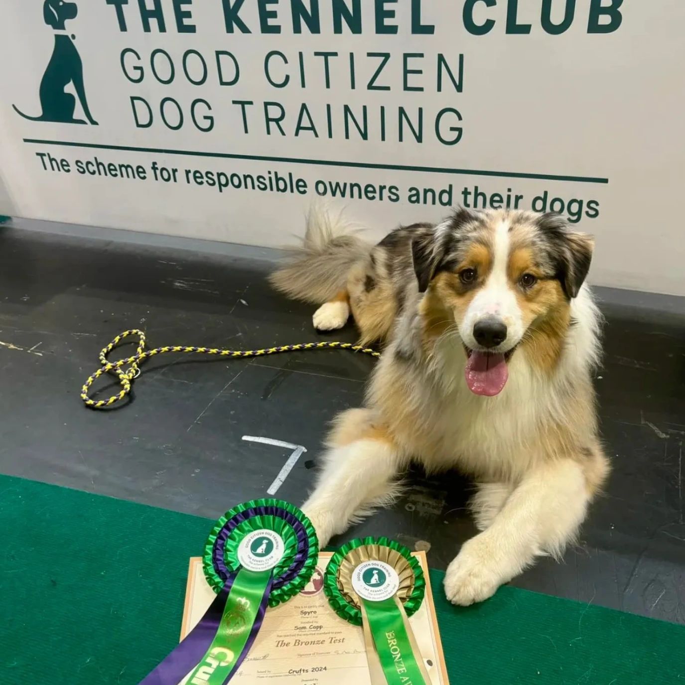 Australian Shepard sat Infront of Kennel Club sign with rosettes 
