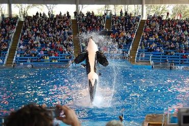 Orca performing a jump at a marine show.