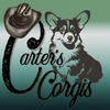 Carters Corgis & Cattery