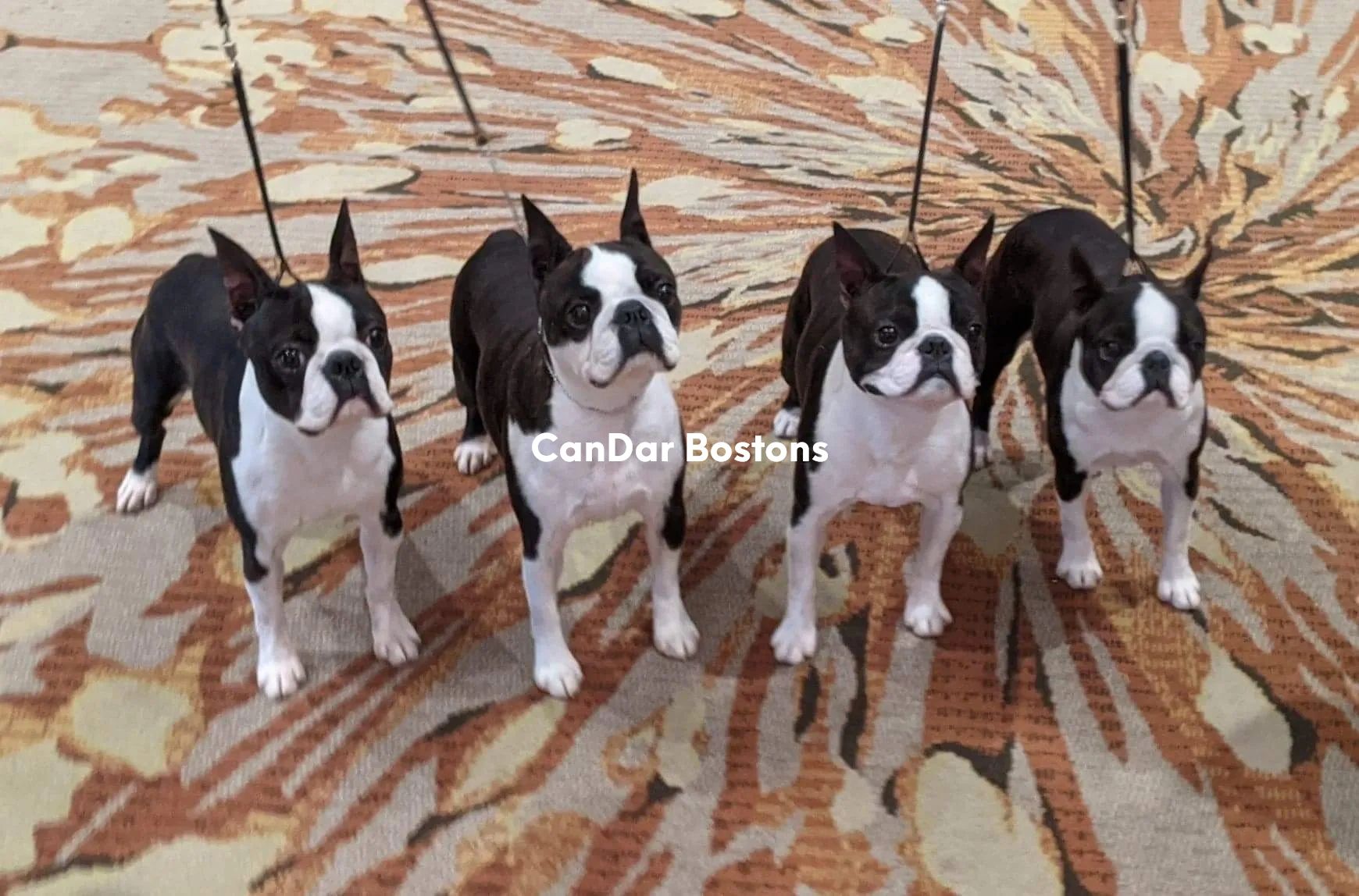 Top Boston Terrier Breeders - Find Your Perfect Puppy