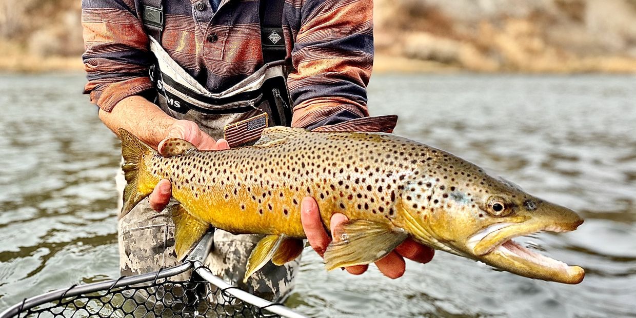 Yellowstone Brown Trout