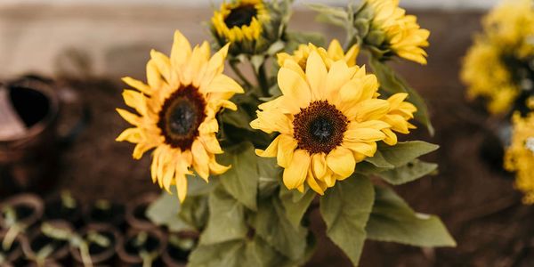 About Us Packed With Love