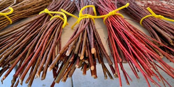 Sturdy willow sticks for basket weaving and garden structures available for delivery in Raleigh.