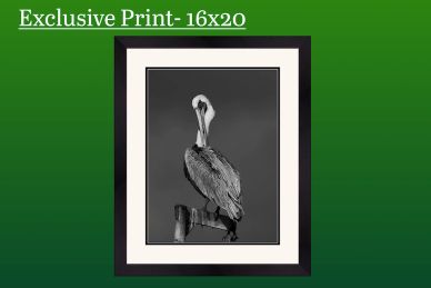 Black and white photo of a pelican perched on a post in a black frame.