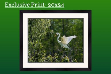 A white egret landing on a tree branch in a green forest.