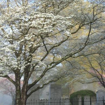 blooming tree and gravestones, historic gravesite 