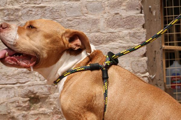 Pitbulls and sales parolees harness