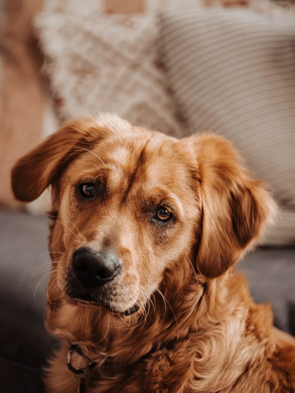 Honey, a field golden retriever is looking into the frame of the camera.