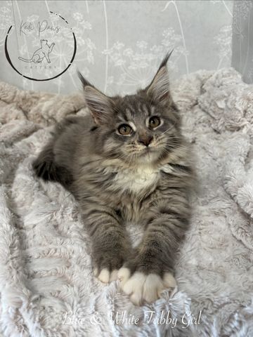 Fluffy gray tabby kitten with white paws lying on a soft blanket.
